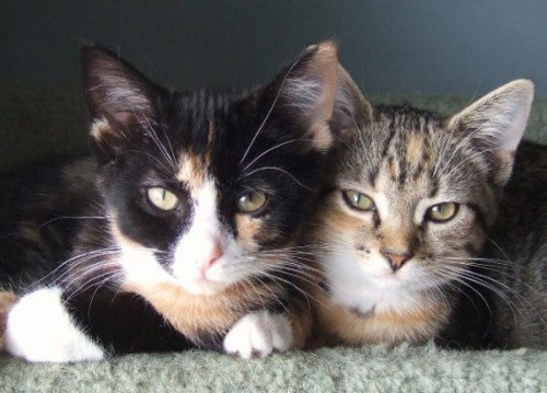 Jujube & Sassafras
