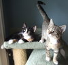 Jujube & Sassafras