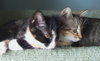 Jujube & Sassafras