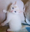 Monty