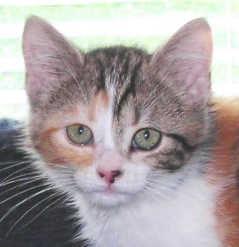 Sophia