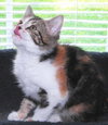 Sophia