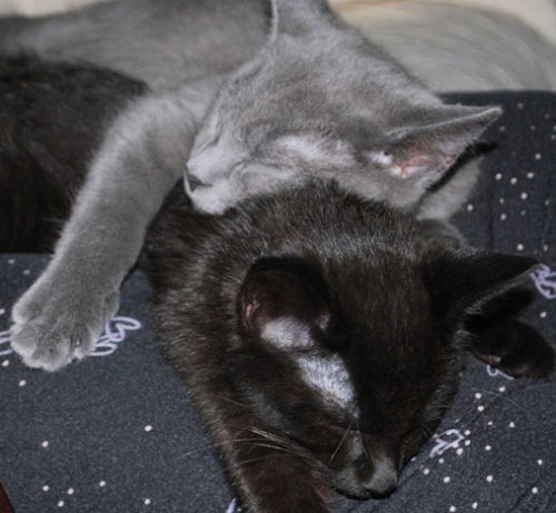 Jake and Elwood
