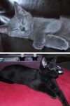 Jake and Elwood