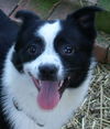 Dillon
