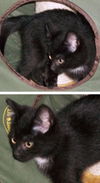 Onyx