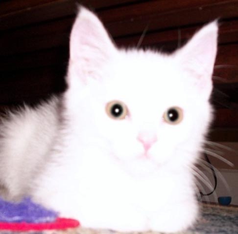 Cotton