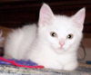 Cotton