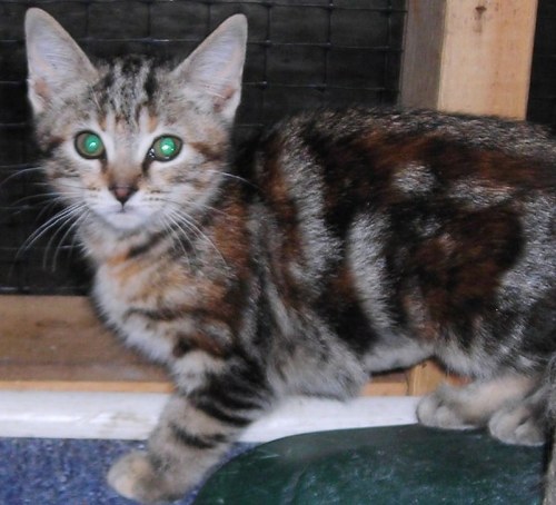 Miss Marble