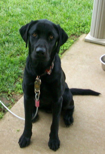Hank