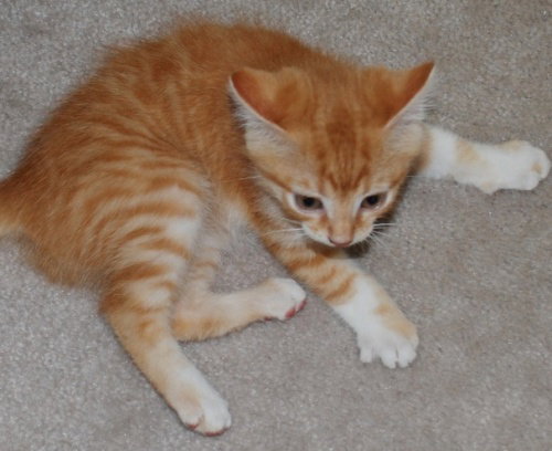 Mitts