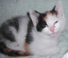 Trixie