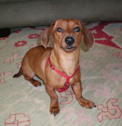 Cooper