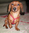Cooper