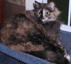 Samantha