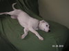 Spanky