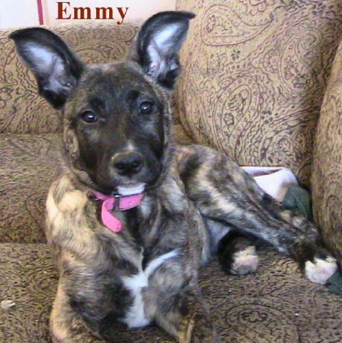 Emmy