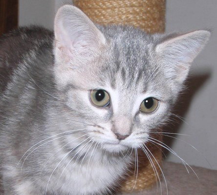Mimi