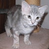 Mimi