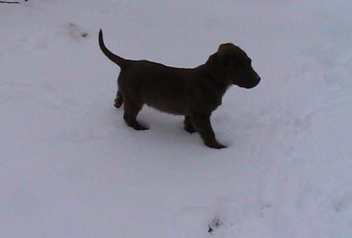 Orion
