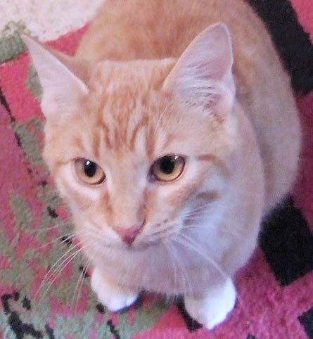 Finnigan