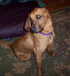 Remington