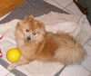 Cody