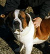 samson