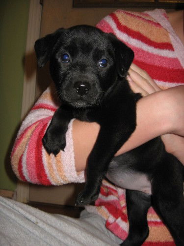 Ziva