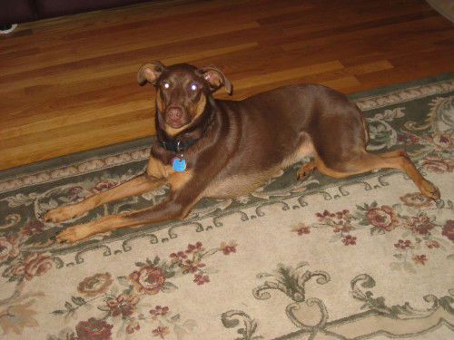 Tess