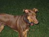 Tess
