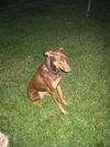 Tess