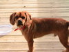 Buddy