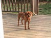 Buddy