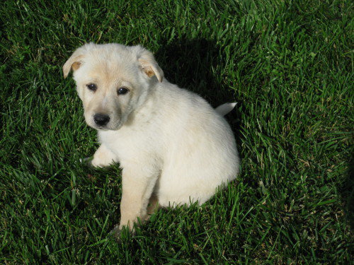 Flossie