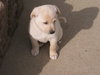 Flossie