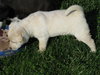 Flossie