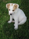 Frankie