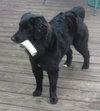 Mocha