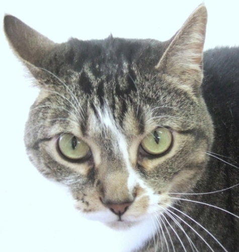 Bootsie