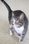Bootsie