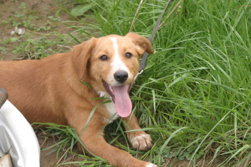 Sadie