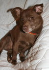 Copper