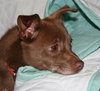 Copper