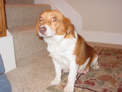 Molly
