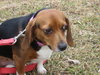 Sienna (COURTESY)