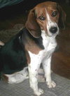 Boone