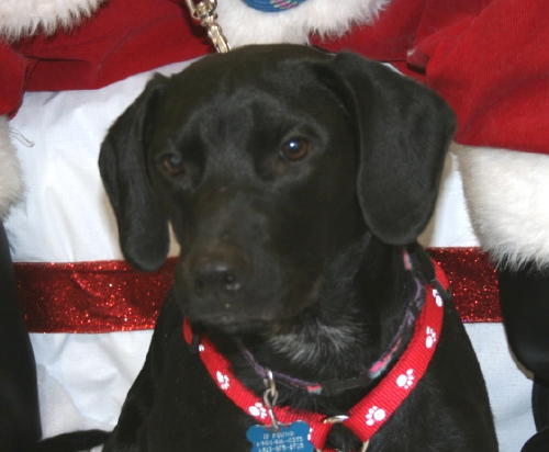 Cooper