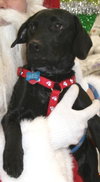 Cooper
