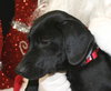 Cooper